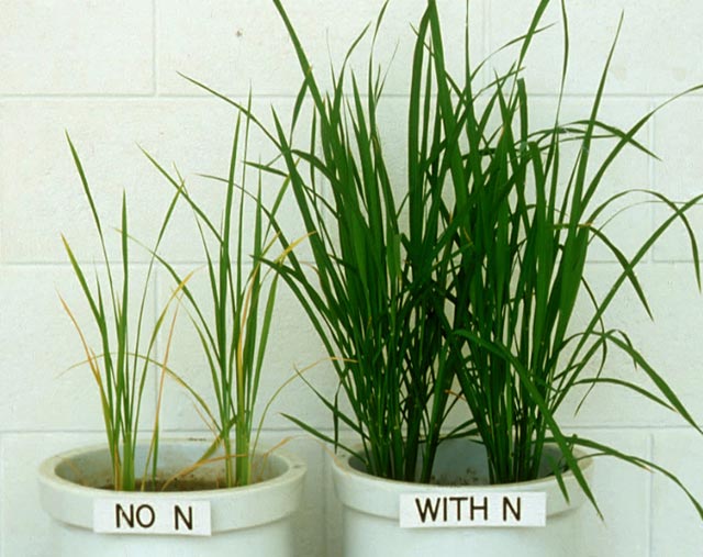 Nitrogen Deficiency IRRI Rice Knowledge Bank