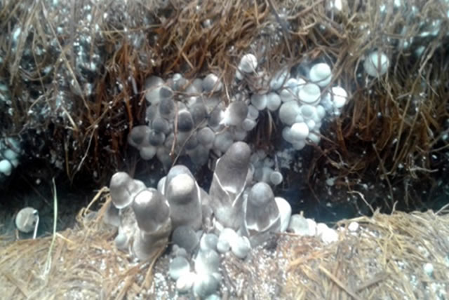 Rice-Straw Mushroom Production