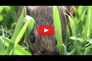 IRRI Agronomy Challenge: Rat and Bird Control