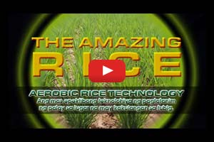 Farmers tell their stories: Amazing rice--aerobic rice technology