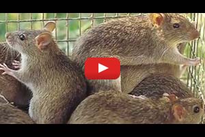 Gabay sa pamamahala ng dagang-peste