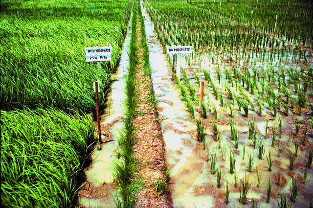Phosphorus deficiency - IRRI Rice Knowledge Bank