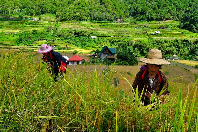 postharvest-harvesting-manual