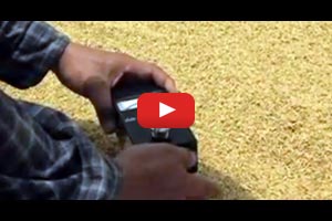 Measuring Rice Grain Moisture Content
