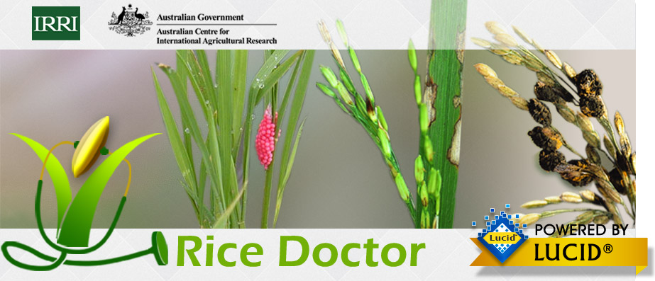 Rice Doctor banner