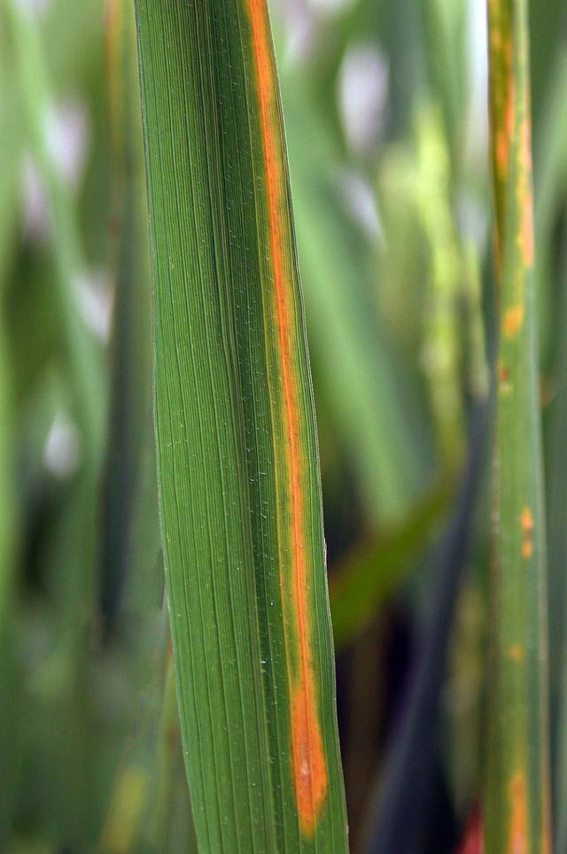 Red stripe - IRRI Rice Knowledge Bank