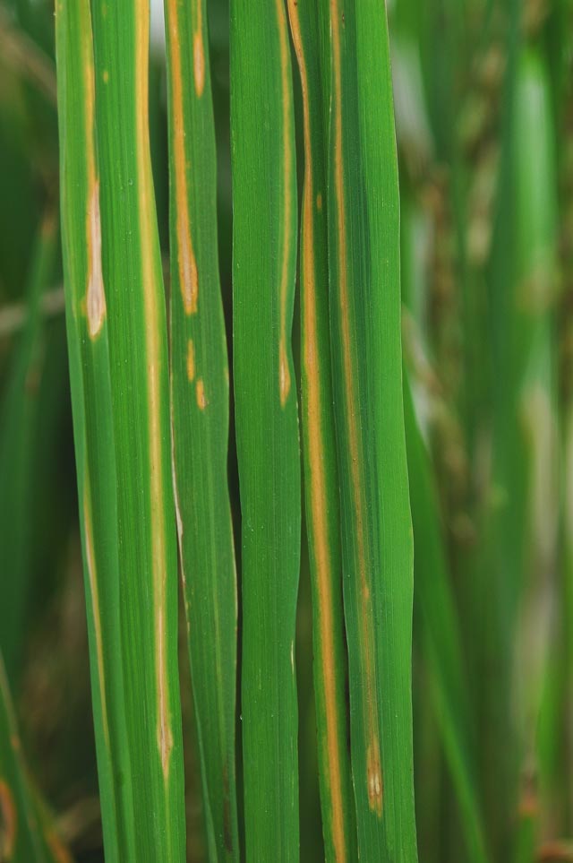 rice-stripe