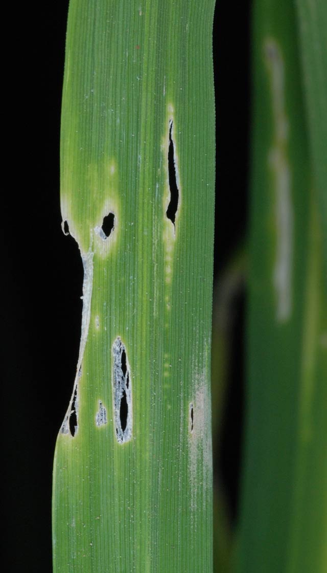 rice-whorl-maggot-damage