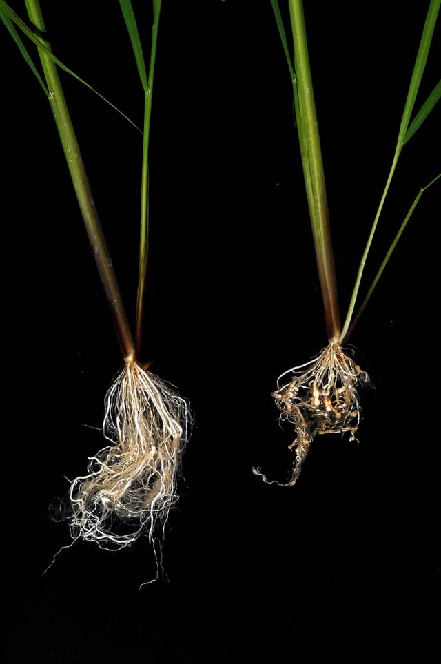 How to Control Root-Knot Nematodes