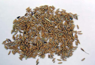 seed-quality-poor-seed-quality