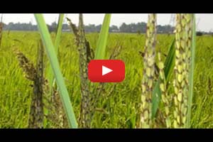Weeding out weedy rice in Sri Lanka