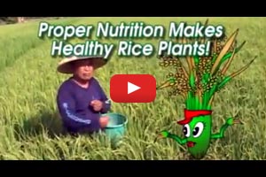 Tales of Ryza the Rice Plant: Proper nutrition makes healthy rice plants