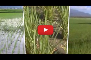 Critical Growth Stages: Tales of Ryza -- The ABCs of proper nutrition for rice plants