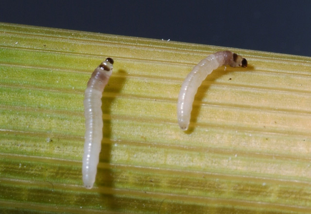 stem-borer-larvae