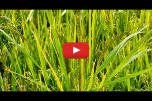 Weeding out weedy rice in Sri Lanka
