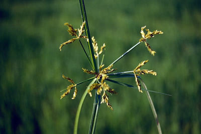 Cyperus iria