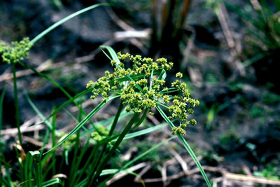 weeds-cyperus-difformis