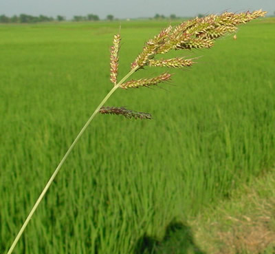 weeds-cyperus-difformis