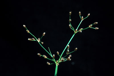 weeds-fmiliacea