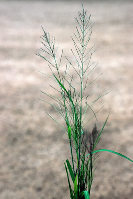 weeds-lchinensis