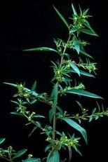 weeds-lhyssopifolia