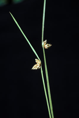 weeds-sjuncoides