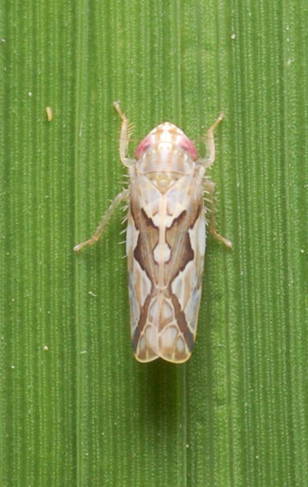 zigzag-leafhopper