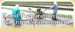 Land Prep