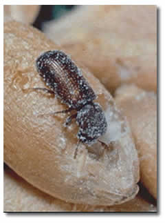 Advantages Of Hermetic Storage Systems Stop Moisture And Pests Seal The Rice Hermetically