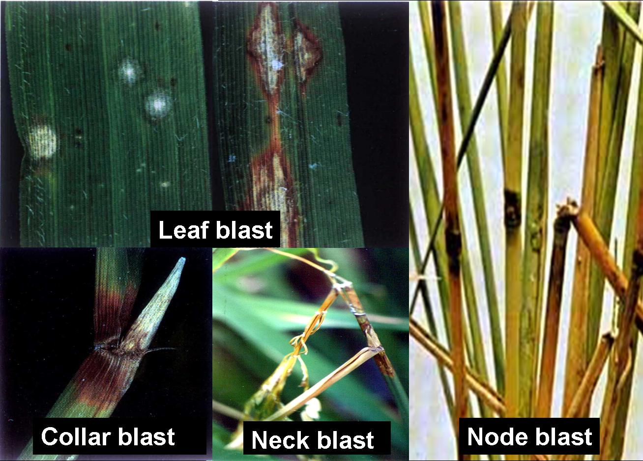 Leaf rust resistance genes фото 15