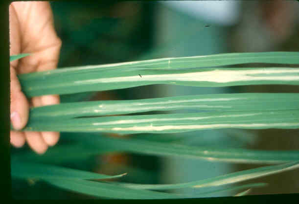 Bacterial blight disease and rice
